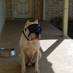 Maureen Osborn - @abndogos - Instagram