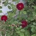 Maureen Sorg Pendleton - Facebook