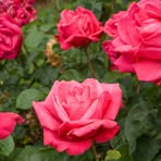 Maureen Penrose - Facebook
