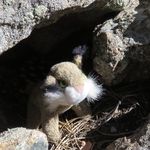 Maureen Perkins - @bobcat.lair - Instagram