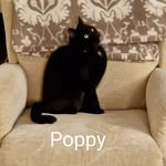 Maureen Braham - @maureen_poppy8 - Instagram