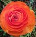 Maureen Pyne - Facebook