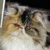 Maureen Roth - @maureen.roth0 - TikTok