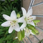 Maureen Schilling - Facebook