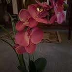 Maureen Schwartz - Facebook