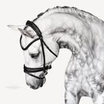 Maureen McGrady Sterling - @sterling_dressage - Instagram