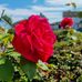 Maureen Troy - Facebook