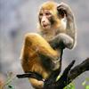 little.monkey - @maureenvincent2 - TikTok