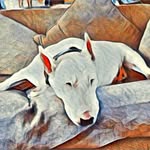 Maureen Walton - @snowwhite.6hoomans - Instagram