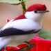 Maureen Whitmore - Facebook