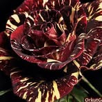 Maureen Witt - Facebook