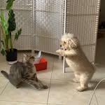 Bueno & Maurice Chen - @yenimals - Instagram