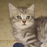Maurice Shiro Chen Jun Kai - @mauricethecatto - Instagram