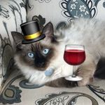 Corky Maurice Doherty-Ashbaugh - @corky_the_cat_ - Instagram