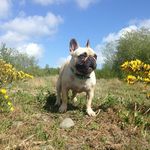 Maurice Keef Doherty - @momojo_the_frenchie - Instagram