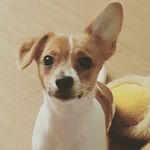 Maurice Pepe Dutton - @mauriceduts - Instagram