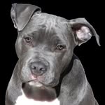 Maurice Erickson - @amazingpuppyphotos - Instagram