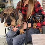 Maurice & Flint - @dogs_welcome_be - Instagram