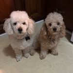 Maurice U Gamble - @reecefulpaws - Instagram