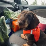 Wire-haired dacshund maurice🐾 - @maurice.gentle.giants.glory - Instagram