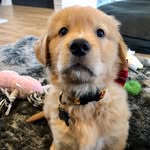 Maurice - @maurice_goldenretriever - Instagram
