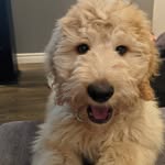 Maurice - @maurice_goldendoodle - Instagram