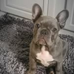 Maurice Grayer - @thestyrlyngstable - Instagram