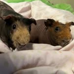Harold & Maurice The Skinny Pigs - @haroldandmaurice - Instagram