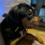 Bennie Maurice Harrell - @mauriceharrell23 - Instagram