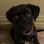 Maurice La Pierre - @adventuresofmoeandfriends - Instagram