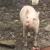 Momo Le ferrailleur - @mauricelemoine - TikTok