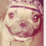 Lord Maurice - @lord_maurice_bulldog - Instagram