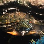 Maurice The Vibe Lörd - @maurice.the.turtle - Instagram