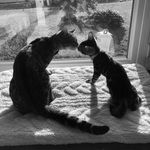 Maurice & Meredith - @maurmere_bengalsibs - Instagram