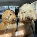 Moon & Maurice • team de labradoodles 💛 - @moon_maurice_life_ - Instagram