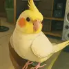 Mauro Miranda - @mauro.miranda83 - TikTok