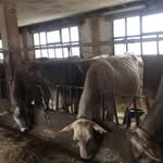 Mauro Rizzi - @mangime60 - Instagram