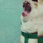 Cooki Maury - @cookie_maurycat - Instagram