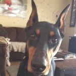 Maverick Brown - @maverick_brown_paws - Instagram