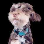 maverick brown. - @adventuresofmaverickbrown - Instagram