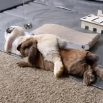 Maverick (brown) and Goose (white) - @maverick_and_goose_buns - Instagram