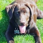 maverick “Brown Dog” and Cash - @mav_and_cash2 - Instagram