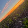 ️Maverick Brown - @brownfarmcattle - TikTok