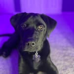 Maverick Brown Mabry - @maverickbrown_the_dog - Instagram