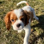 Maverick🐾❤️ - @maverick_field13 - Instagram