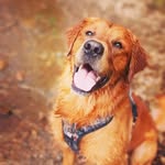Maverick | The Field Golden - @thegoldenlifewithmav - Instagram