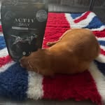 Maverick | UK 🇬🇧 Field Golden Retriever - @activ_maverick - Instagram