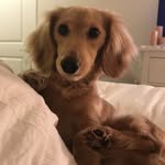 Maverick  Green - @maverick_the_weenie - Instagram