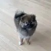 Maverick Green - @maverick.dapom - TikTok