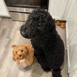 Maverick & Murphy - @mavvieandmurf - Instagram